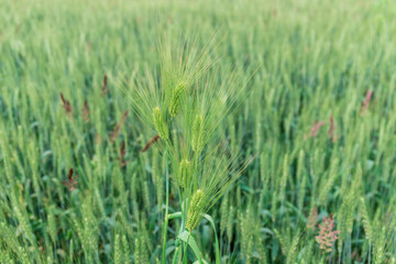 The ears of a wheat plant