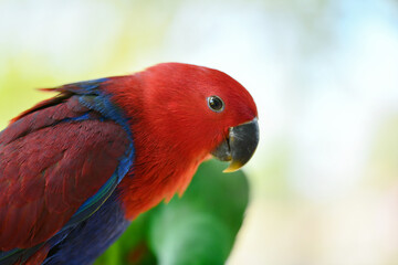 portrait Moluccan Eclectus  free flying parrot.