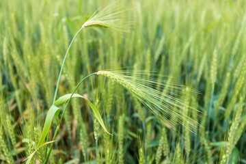 The ears of a wheat plant