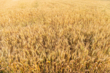 Golden ripe wheat crop