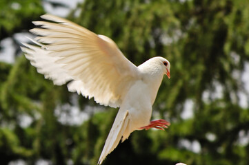 white dove in flight