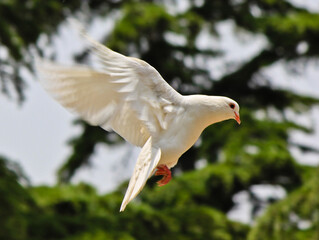 white dove flying