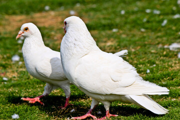 two white doves