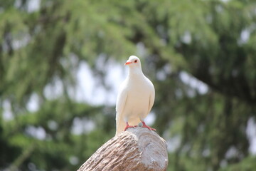white dove on a branch