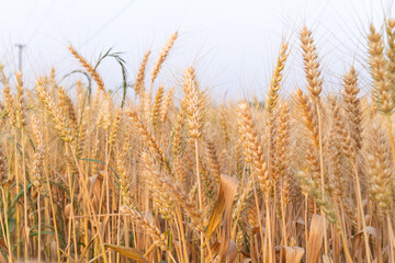Golden ripe wheat crop