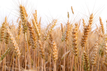 Golden ripe wheat crop