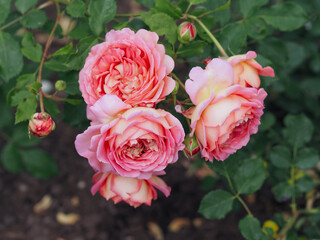 David Austin Rose Jubilee Celebration 