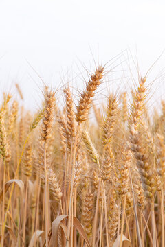 Golden ripe wheat crop