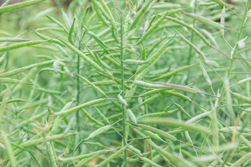 Green rapeseed plants