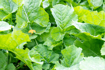 Fototapeta premium Lush green rapeseed leaves crops in farmland