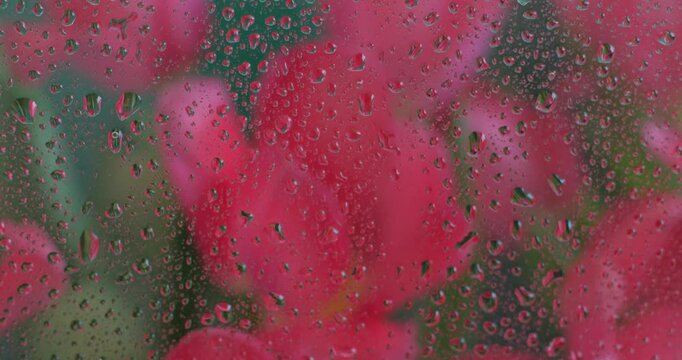 Pink tulip flowers behind wet glass with water drops. Floral abstact close up