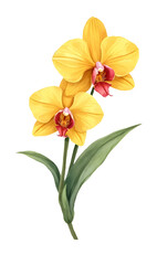 Fototapeta premium Decorative clipart artwork of yellow orchid flowers nature theme botanical illustration bright background