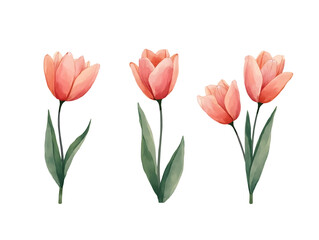Fototapeta premium Decorative clipart of pink tulips nature artwork floral environment aesthetic viewpoint vibrant concept