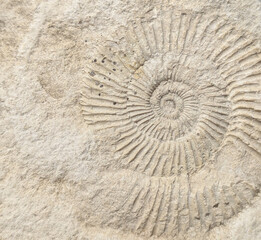 ammonite fossil animal