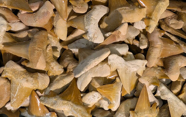 shark tooth fossil