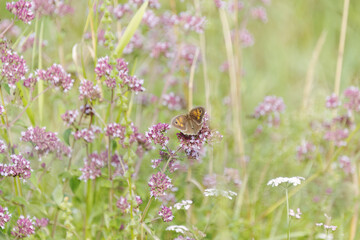 beautiful Maniola jurtina on a flower, wild meadow with insects and butterflies, wild meadow with pink blooming flowers, willow with purple blooming plants