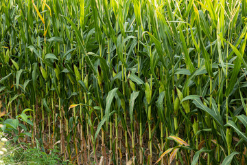 alte piante di mais verdi e con pannocchie mature in un campo coltivato, di giorno a fine estate
