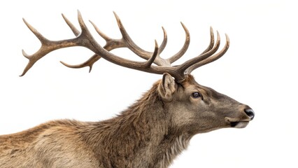 Obraz premium Majestic Elk Profile Antler Composition, Wildlife Portrait, Isolated Background, Deer, Antlers Elk, Wildlife Photography