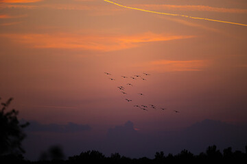 sagome di un piccolo stormo di uccelli che volano in un ambiente naturale di campagna, con cielo leggermente nuvoloso al tramonto e di color arancione sullo sfondo