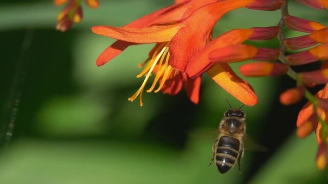 Bee working. Crocosmia flower