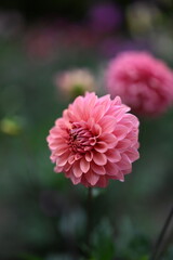 ピンクのダリア