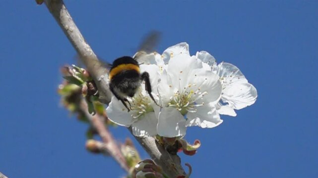 Bumblebee. White flower. apple blossom. Super slow motion