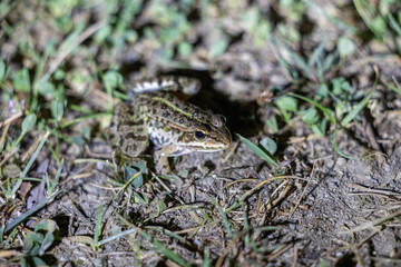vista dettagliata macro di una piccola rana in primo piano, dalla pelle color grigio e macchie scure, su un terreno naturale