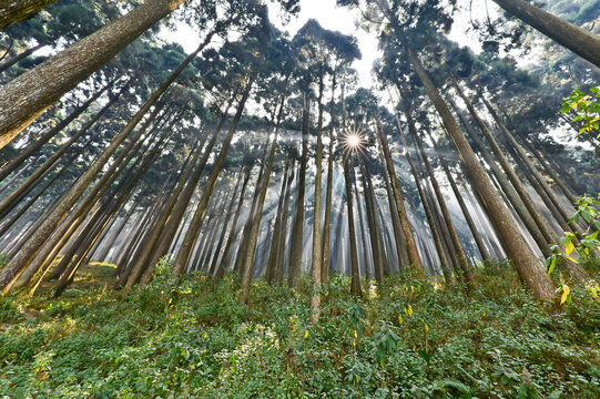 The sun peeps from the mystical pine trees.