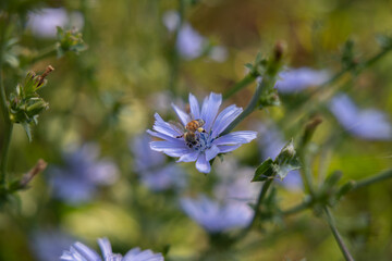vista macro in primo piano di un fiore di color viola di cicoria comune e di un'ape che si nutre del suo polline, di giorno, in estate