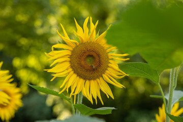 vista macro frontale di un grande girasole maturo, in primo piano, di giorno, in estate, in un campo, con alberi e piante verdi sullo sfondo sfuocato