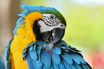 portrait blue and gold macaw free flying parrot.
