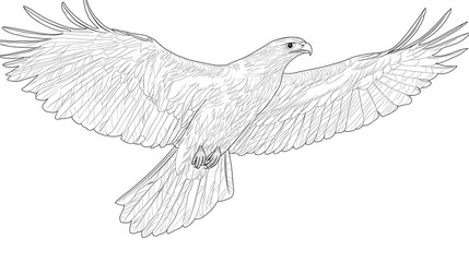 Fototapeta premium Monochrome outline drawing of a soaring eagle