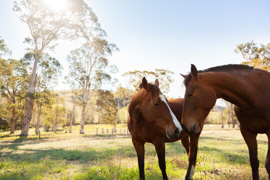 Two horses rub noses in sunlit paddock