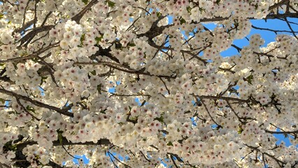 White spring flowers, cherry blossom on blue sky background