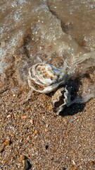 Oyster shells on the beach