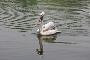 great white pelican