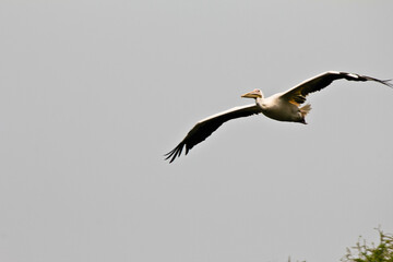 great white pelican