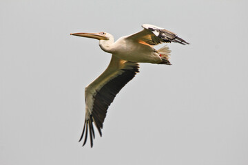 great white pelican