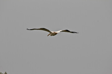 great white pelican