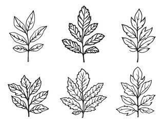 Mango Sage Line Art Botanical Illustration 