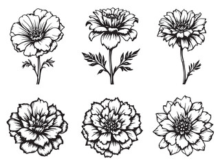 Marigold line art creative floral designs for home decor lovers 