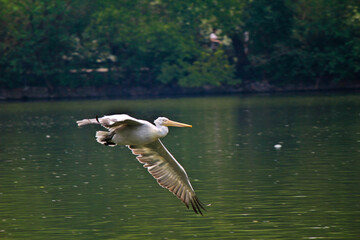 great white pelican