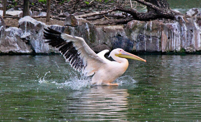 great white pelican