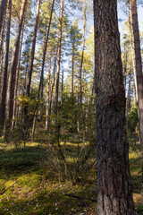 Naklejka premium the sun illuminates part of the forest in the autumn season during leaf fall