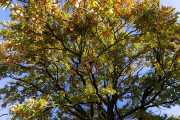 the yellowing foliage of an oak tree growing in a field