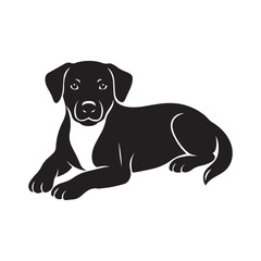 black labrador retriever dog