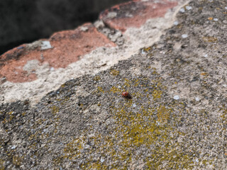 Ladybug traversing mossy concrete texture, revealing urban wildlife detail against gritty architectural background