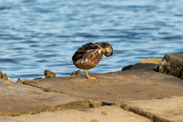 anatra femmina in primo piano mentre si pulisce le piume, stando in equilibrio su una zampa, su una grossa pietra liscia, vicino ad una palude fluviale piena d'acqua