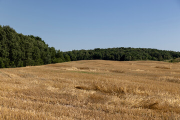 field where wheat has been harvested and stubble remains, a monocultural field after harvesting grain with wheat stalks sticking out, a forest