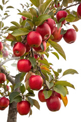 Obraz premium Ripe red apples on branches of an apple tree surrounded by lush green leaves in a natural setting , transparent, apple, tree, ripe, apples, red, green, leaves, orchard, harvest, autumn, nature, 